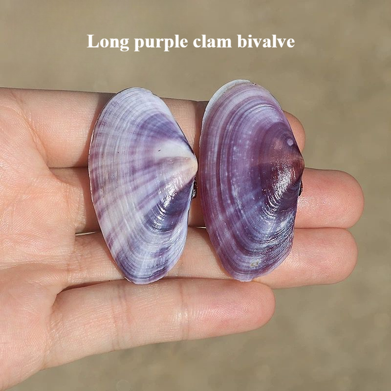 Long Purple Clam Natural Conch - Aquarium Fish Guppy 评论和价格
