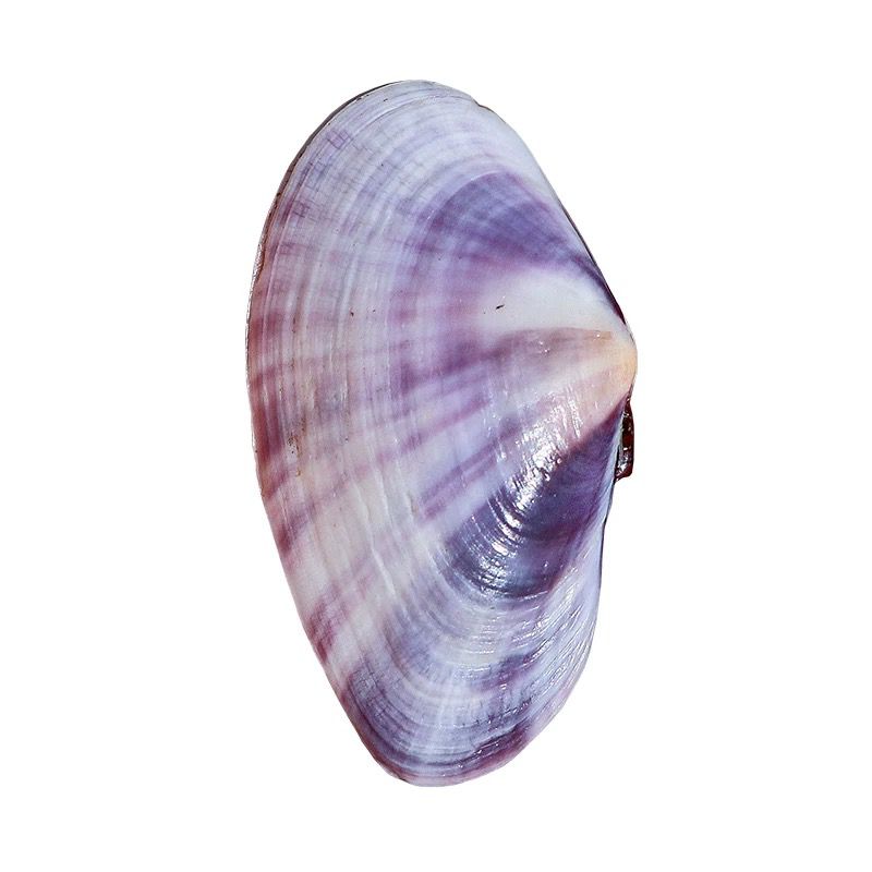 Long Purple Clam Natural Conch - Aquarium Fish Guppy 评论和价格
