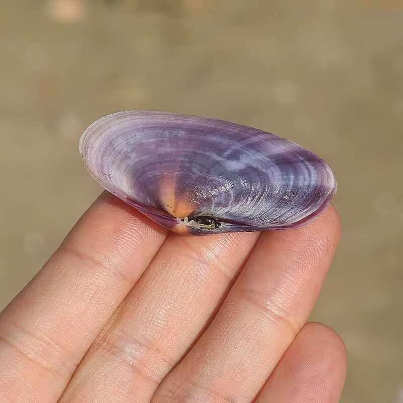 Long Purple Clam Natural Conch - Aquarium Fish Guppy 评论和价格