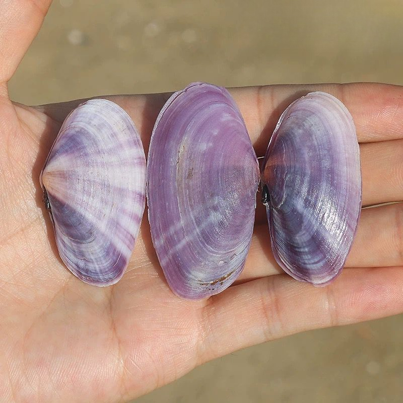 Long Purple Clam Natural Conch - Aquarium Fish Guppy 评论和价格