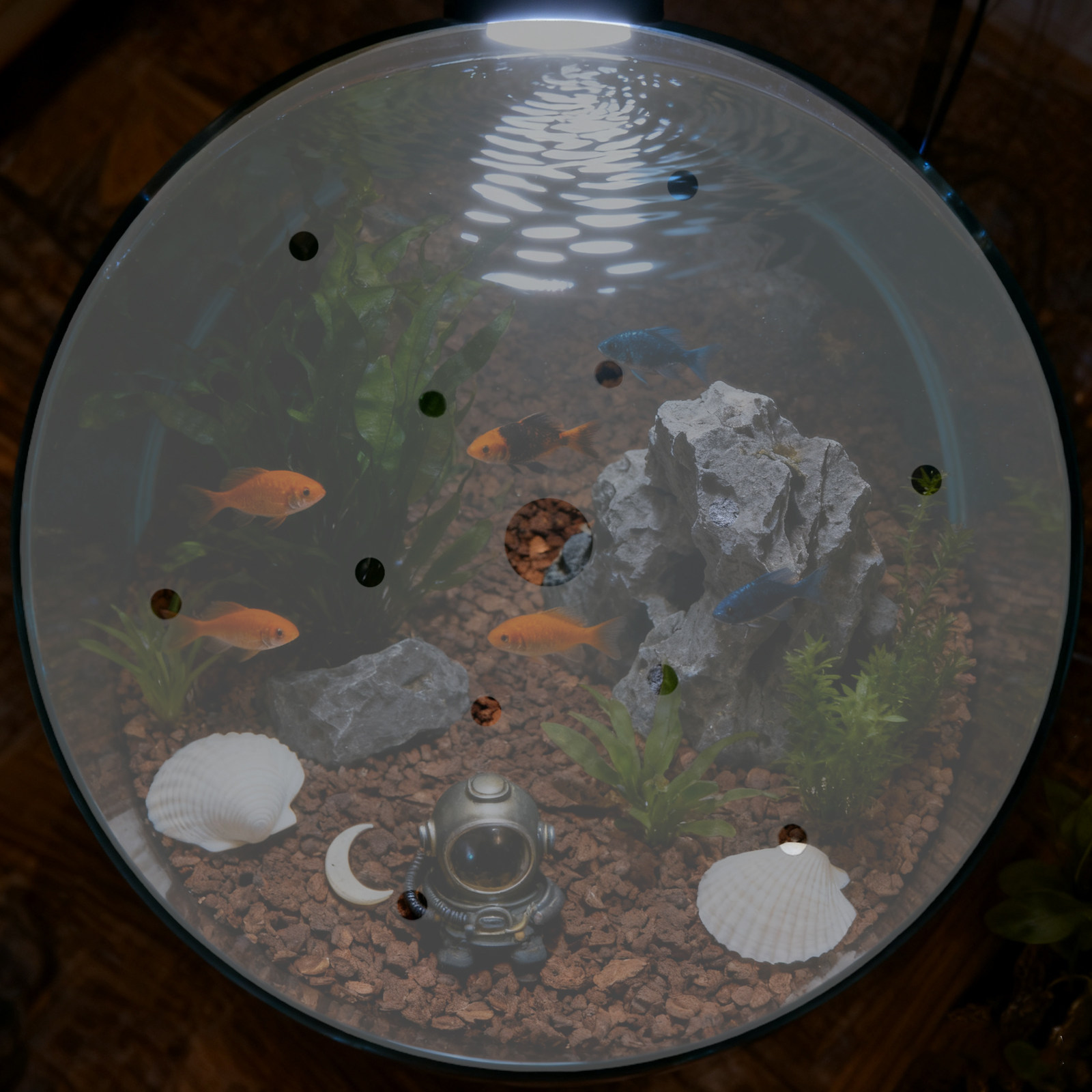 7 Inch Round Acrylic Fish Tank - Aquarium Fish Escape 评论和价格